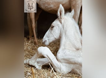 PRE Mix, Stallion, 1 year, 16 hh, Palomino