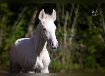 PRE Mix, Stallion, 1 year, 16 hh, Palomino
