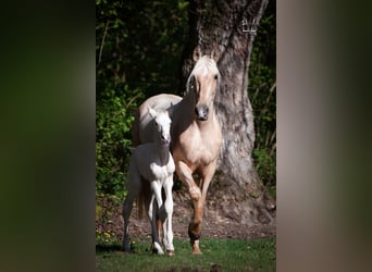 PRE Mix, Stallion, 1 year, 16 hh, Palomino