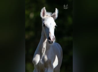 PRE Mix, Stallion, 1 year, 16 hh, Palomino