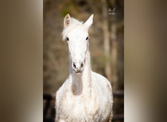 PRE Mix, Stallion, 1 year, 16 hh, Palomino