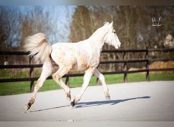 PRE Mix, Stallion, 1 year, 16 hh, Palomino