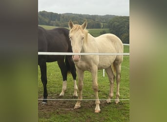 PRE Mix, Stallion, 1 year, 16 hh, Perlino