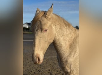 PRE Mix, Stallion, 1 year, 16 hh, Perlino