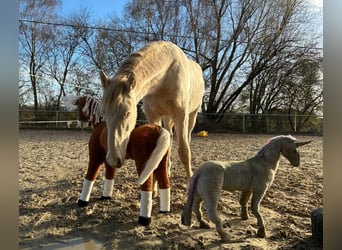 PRE Mix, Stallion, 1 year, 16 hh, Perlino