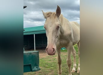 PRE Mix, Stallion, 1 year, 16 hh, Perlino