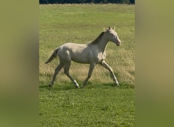 PRE Mix, Stallion, 1 year, 16 hh, Perlino
