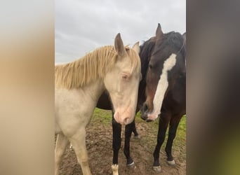 PRE Mix, Stallion, 1 year, 16 hh, Perlino