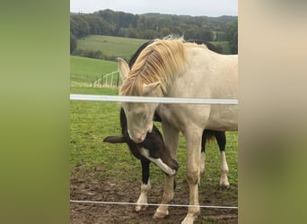 PRE Mix, Stallion, 1 year, 16 hh, Perlino