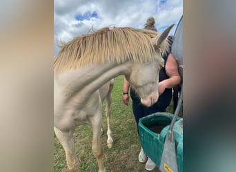 PRE Mix, Stallion, 1 year, 16 hh, Perlino