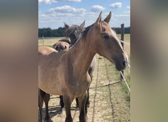 PRE Mix, Stallion, 1 year, 16,1 hh, Brown Falb mold