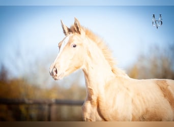 PRE Mix, Stallion, 1 year, 16,1 hh, Champagne