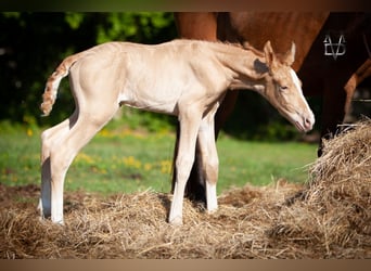 PRE Mix, Stallion, 1 year, 16,1 hh, Champagne