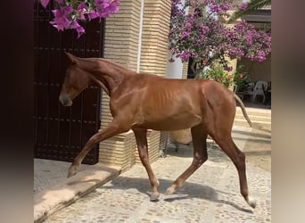 PRE Mix, Stallion, 1 year, 16,1 hh, Chestnut-Red