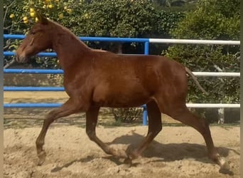 PRE Mix, Stallion, 1 year, 16,1 hh, Chestnut-Red