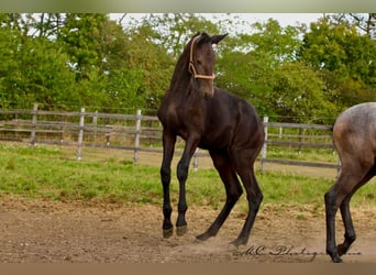 PRE, Stallion, 1 year, 16,1 hh, Grey-Dark-Tan