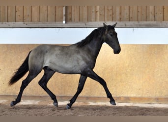 PRE Mix, Stallion, 1 year, 16,1 hh, Grey
