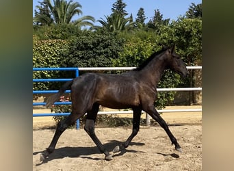 PRE Mix, Stallion, 1 year, 16,1 hh, Grey