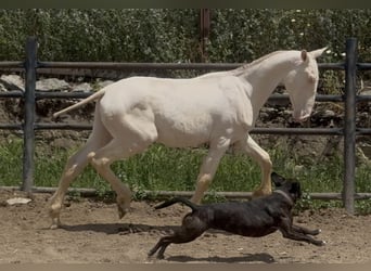 PRE Mix, Stallion, 1 year, 16,1 hh, Perlino