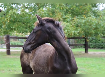 PRE Mix, Stallion, 1 year, 16,2 hh, Black