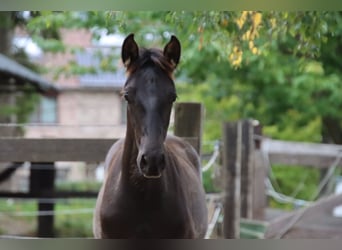 PRE Mix, Stallion, 1 year, 16,2 hh, Black