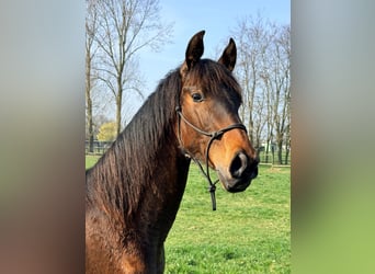 PRE, Stallion, 1 year, 16,2 hh, Brown