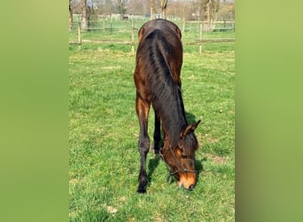 PRE, Stallion, 1 year, 16,2 hh, Brown