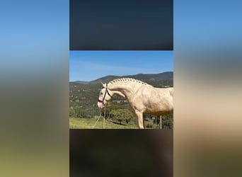 PRE Mix, Stallion, 1 year, 16,2 hh, Perlino