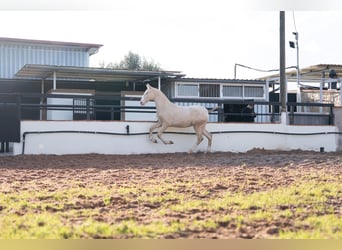 PRE Mix, Stallion, 1 year, 16,2 hh, Perlino