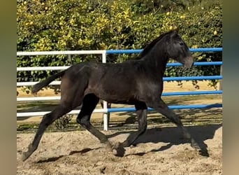 PRE Mix, Stallion, 1 year, 17.2 hh, Grey