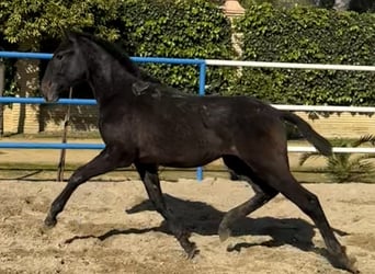 PRE Mix, Stallion, 1 year, 17.2 hh, Grey