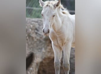 PRE, Stallion, 1 year, 17 hh, Perlino