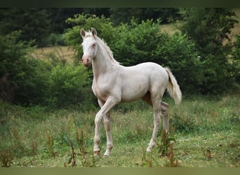 PRE, Stallion, 1 year