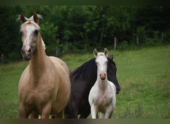 PRE, Stallion, 1 year