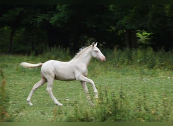 PRE, Stallion, 1 year