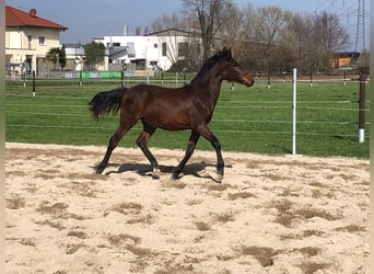PRE, Stallion, 1 year, Bay-Dark