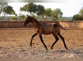PRE Mix, Stallion, 1 year, Bay-Dark