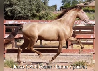 PRE, Stallion, 1 year, Bay-Dark