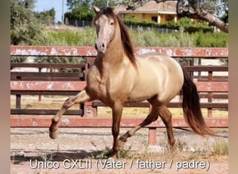 PRE, Stallion, 1 year, Bay-Dark