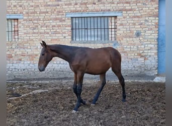 PRE, Stallion, 1 year, Bay-Dark