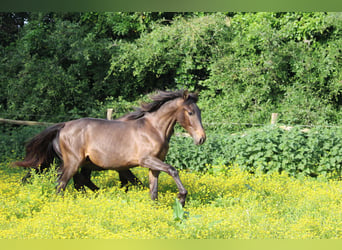 PRE Mix, Stallion, 1 year, Bay-Dark