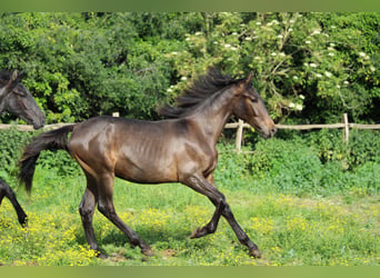 PRE Mix, Stallion, 1 year, Bay-Dark