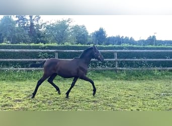 PRE Mix, Stallion, 1 year, Bay-Dark