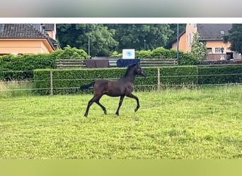 PRE Mix, Stallion, 1 year, Bay-Dark