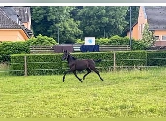 PRE Mix, Stallion, 1 year, Bay-Dark