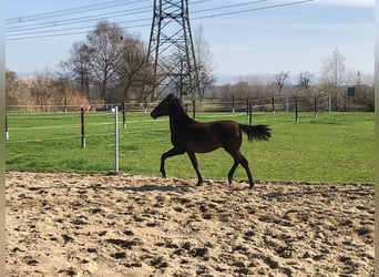 PRE, Stallion, 1 year, Black