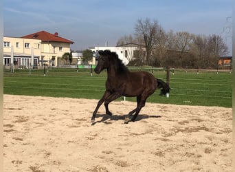 PRE, Stallion, 1 year, Black
