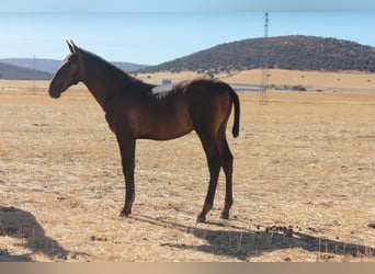 PRE, Stallion, 1 year, Black
