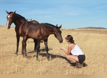 PRE, Stallion, 1 year, Black