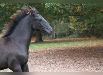 PRE Mix, Stallion, 1 year, Black